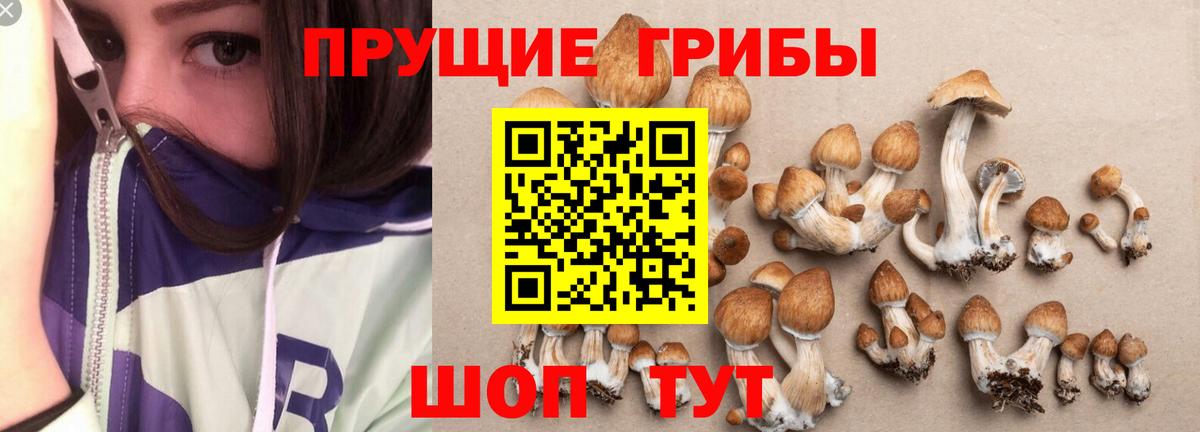 Долгопрудный  Галлюциногенные грибы GOLDEN TEACHER  как найти наркотики  Вход с VPN 